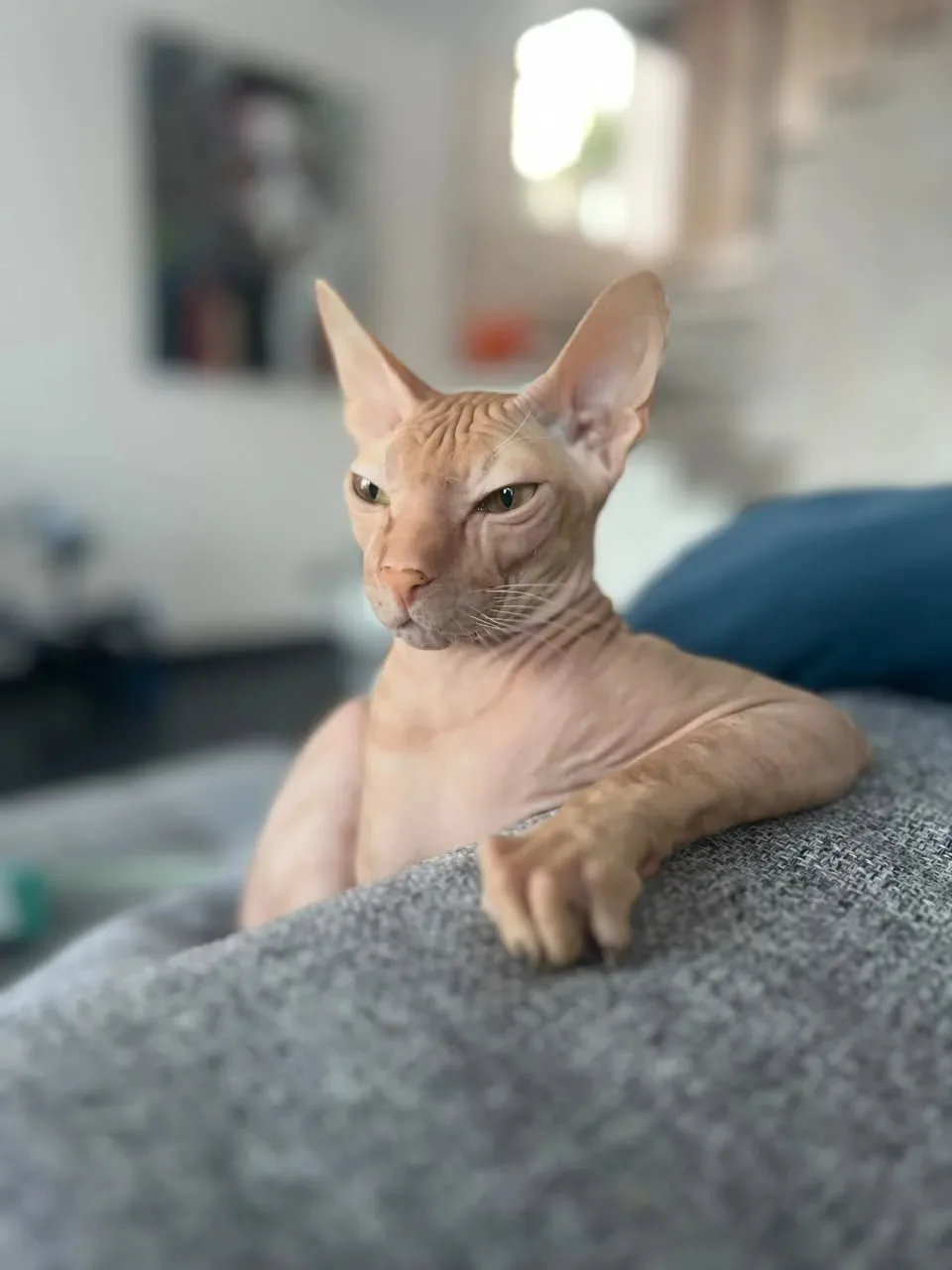 🐾 Знакомьтесь — это Чип! 😍

В семье его ласково зовут Чипушня, Чипуля или Чипик — в зависимости от