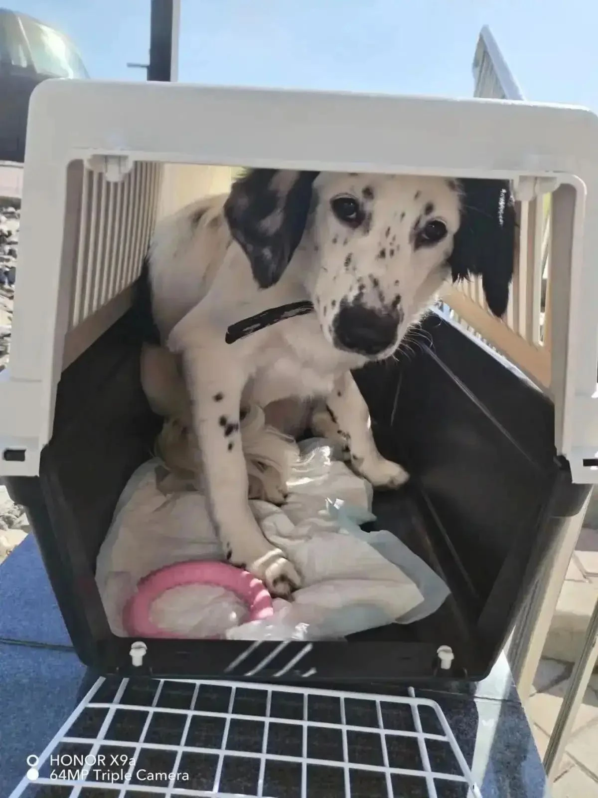 🐕 Он всё ещё ждёт: в аэропорту Южно-Сахалинска пассажир бросил своего пса