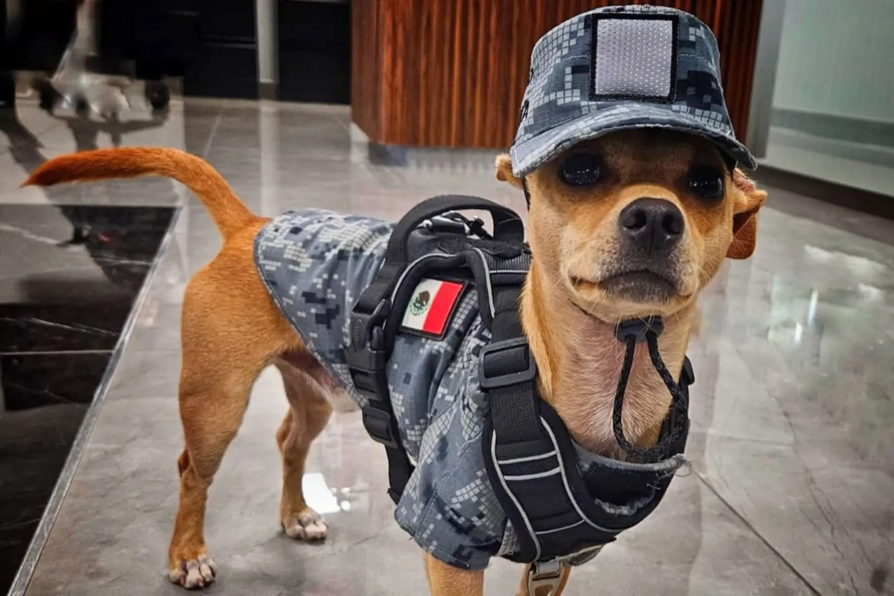 🐶 Чихуахуа на службе: самый маленький боец Национальной гвардии Мексики! 🇲🇽👮‍♂️