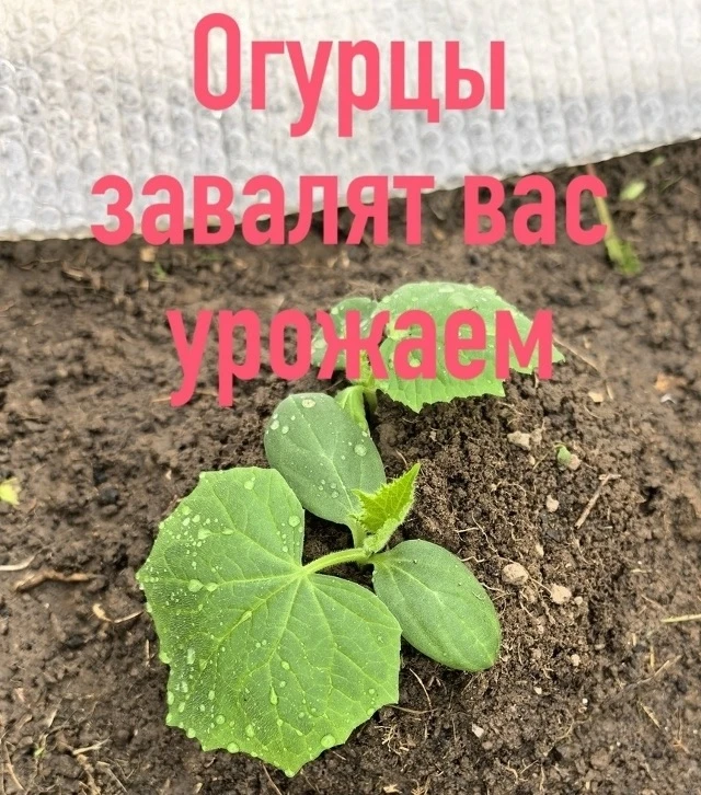 Секрет хорошего урожая огурцов   Дорогие мои, весна у нас капризная: днем солнышко припекает, а ноча