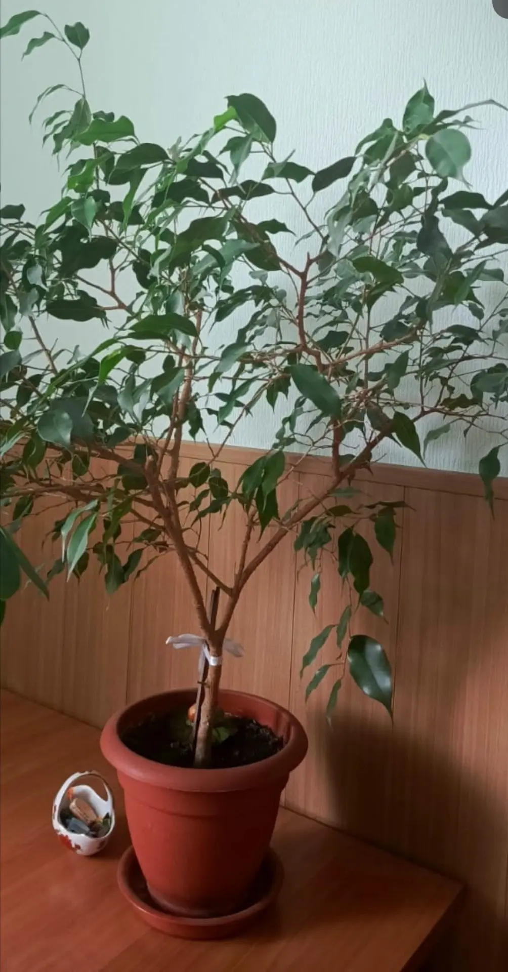 Продам фикус, 1500, доставка, ‪+7 952 937‑33‑74‬