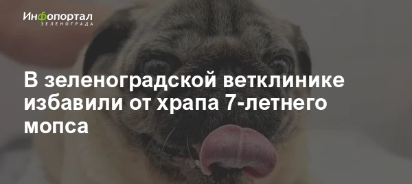 В государственной ветклинике Зеленограда 7-летнему мопсу Бади провели успешную операцию...