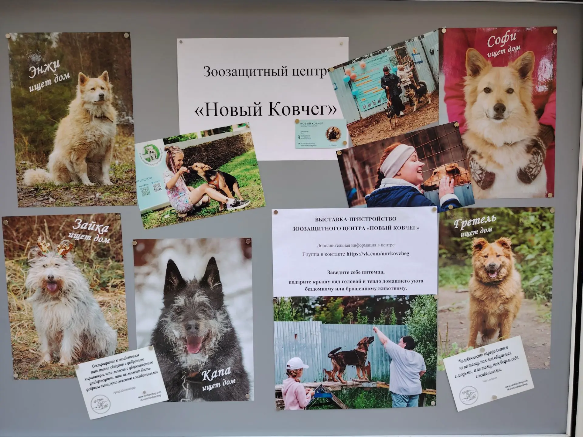 🐾 «Хочу домой»: фотовыставка от зоозащитного центра "Новый ковчег" ,