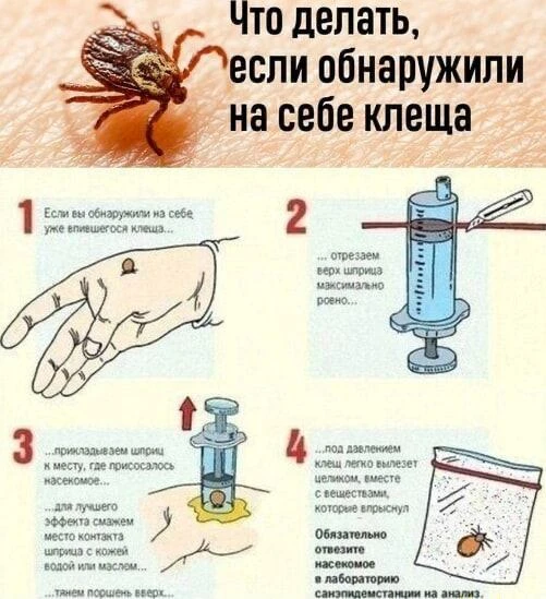 🔥 Как правильно удалить клеща

Клятва Гиппократа