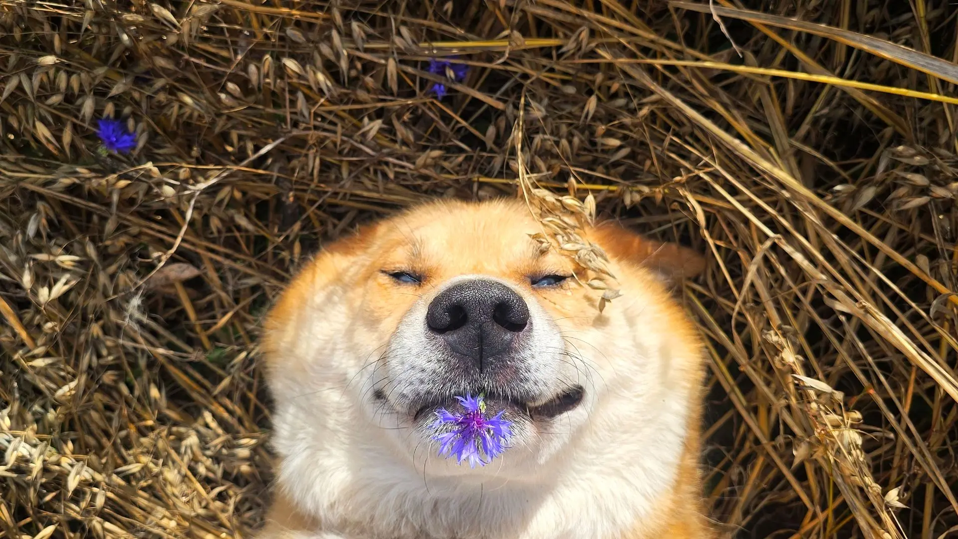Немножечко Кайкошечки с утренней прогулки👌