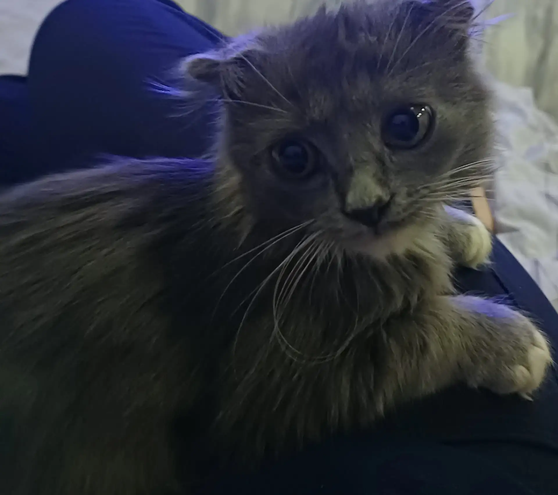 Отдам в добрые руки, умненький и ласковый котёнок мальчик)