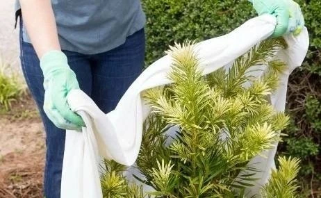 КАКИЕ КУЛЬТУРЫ НУЖДАЮТСЯ В УКРЫТИИ НА ЗИМУ, А КАКИЕ – НЕТ?