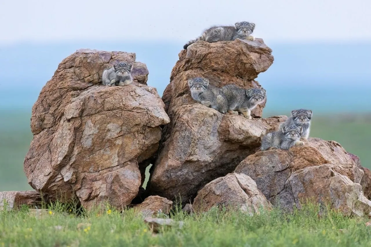 📸Редчайший кадр 

Фотограф из Монголии Батболд Дорж сделал уникальные снимки целой семьи манулов в 
