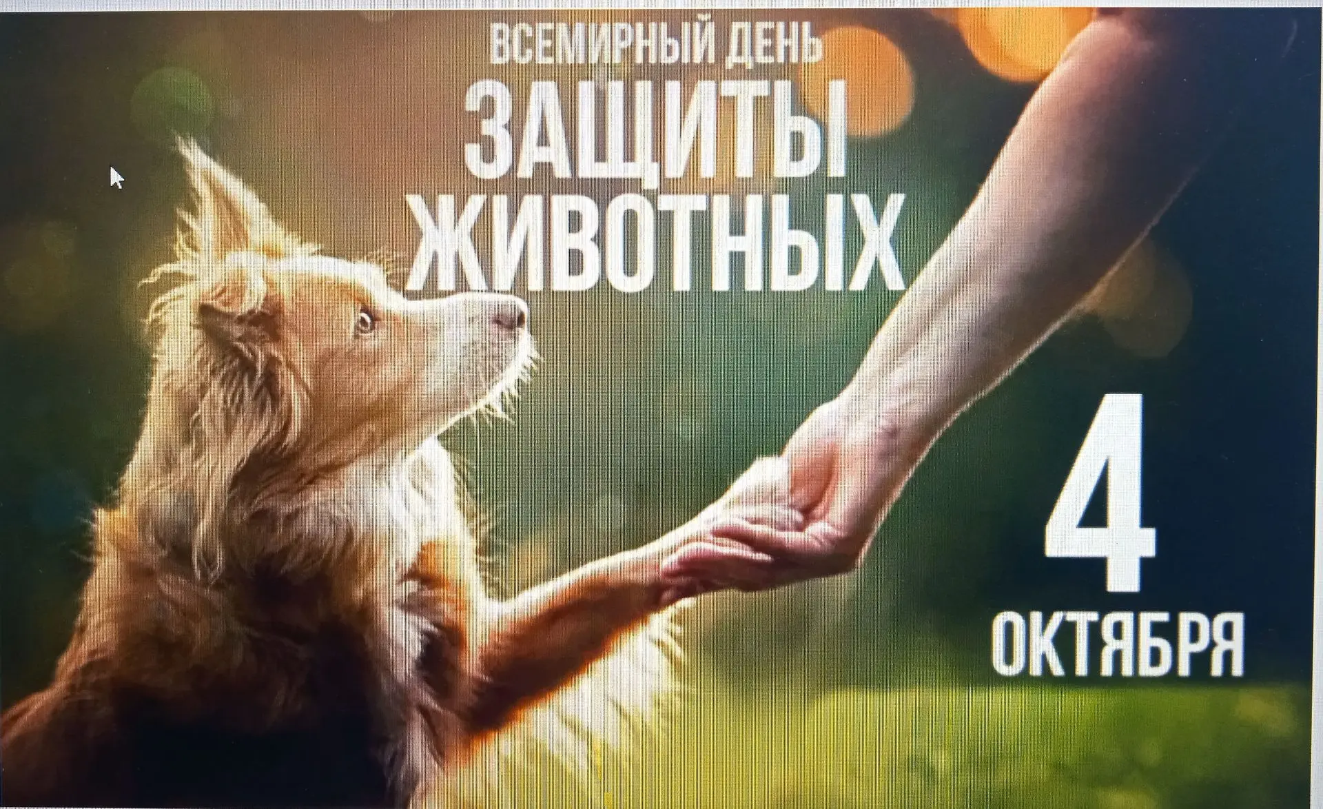 Всемирный день защиты животных: более 100 лет заботы о братьях наших меньших