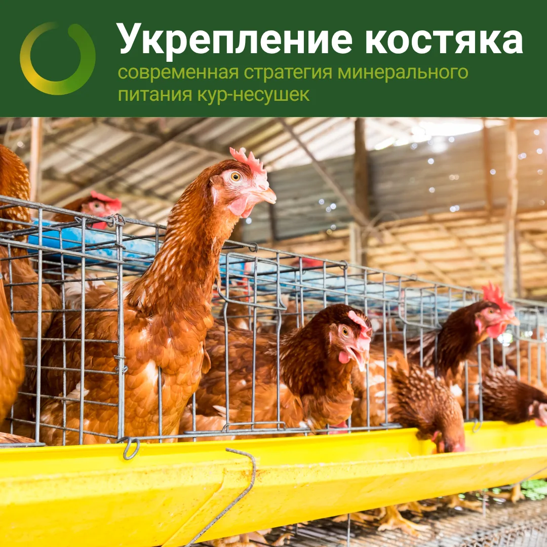 Современные генетические линии кур-несушек достигли впечатляющего уровня яйценоскости —...