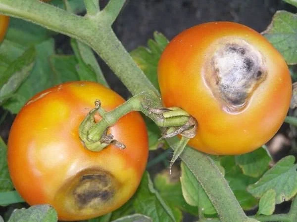 Вершинная гниль томатов 🍅