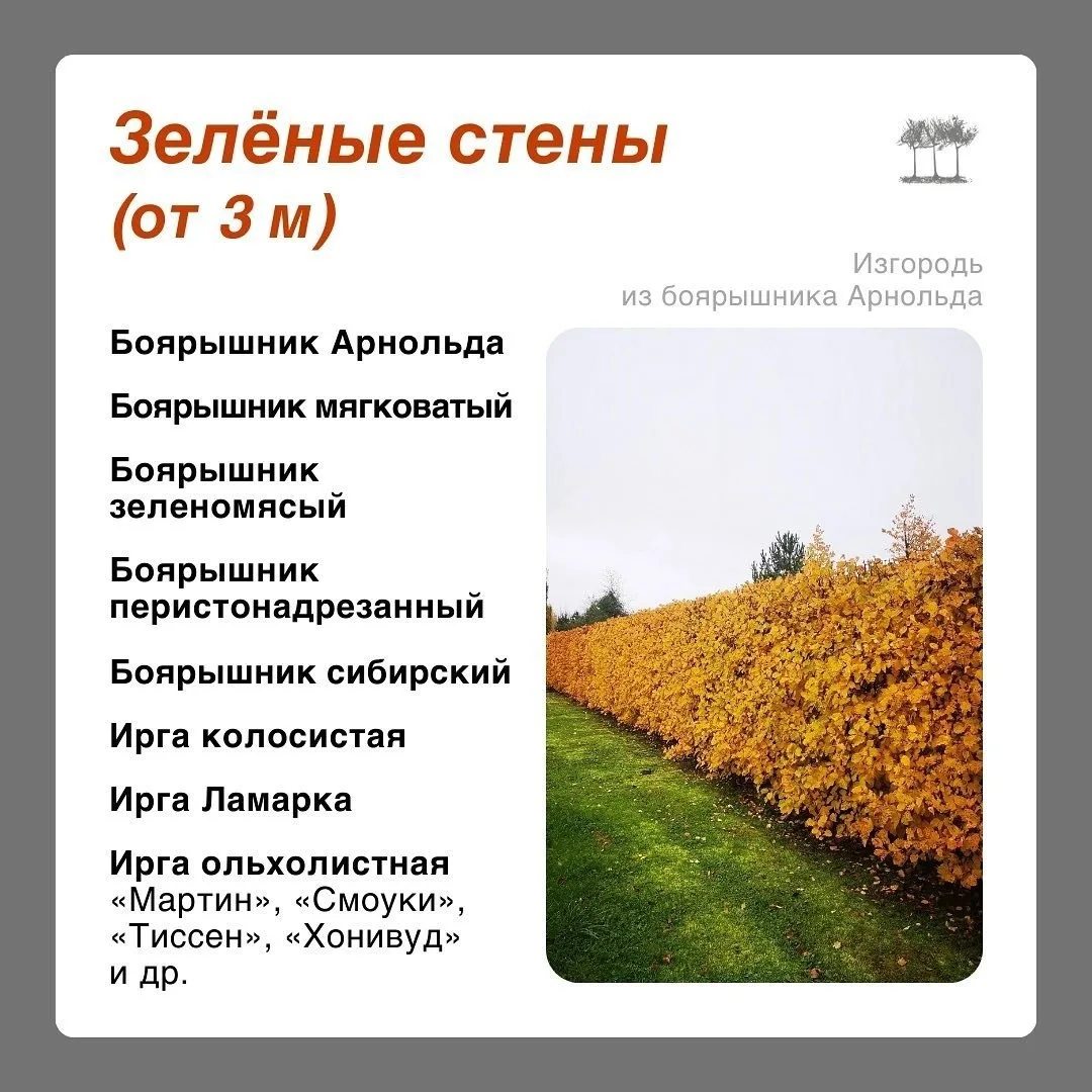 Растения для плодовой живой изгороди 🌳