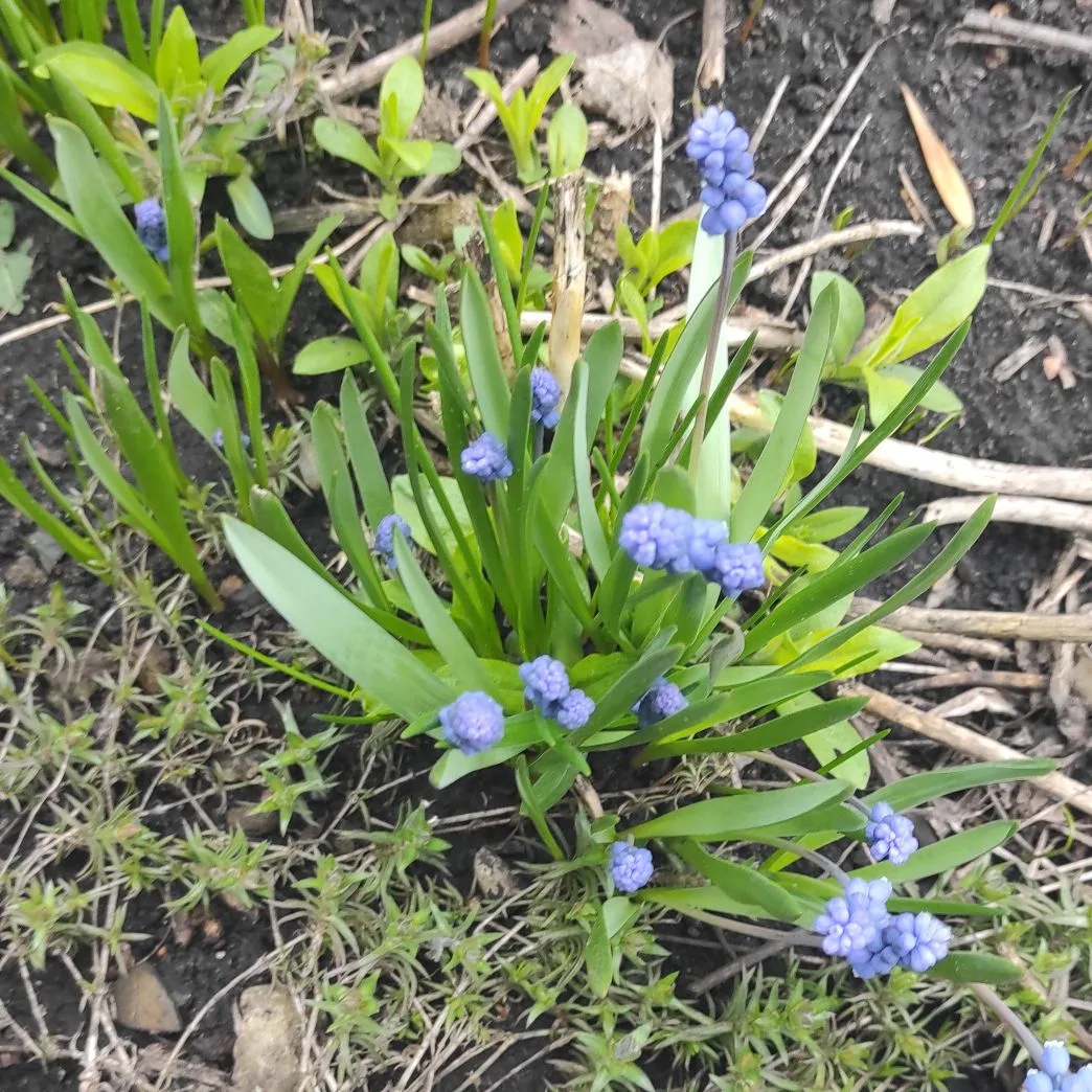 Весенние зарисовки:))