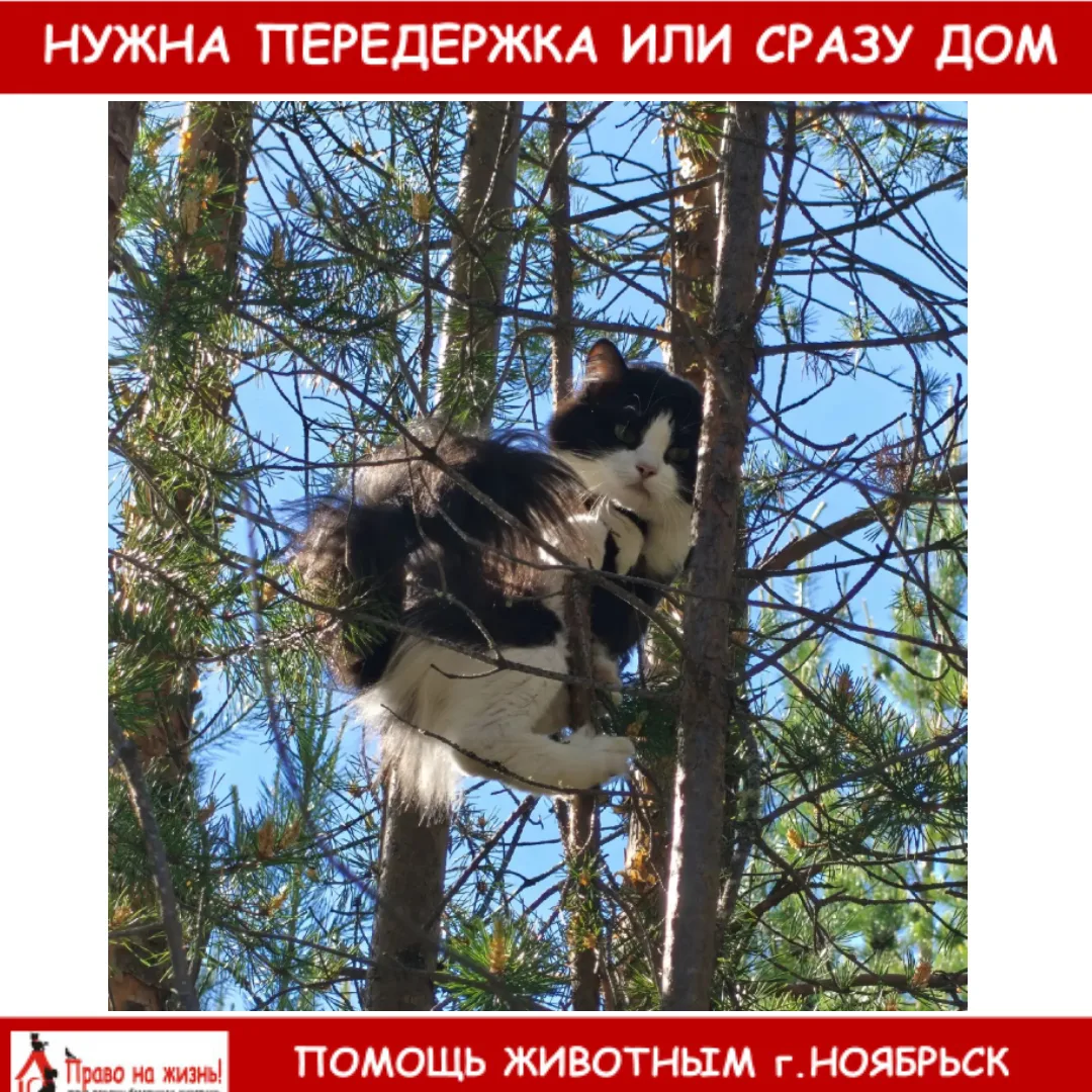 🆘🆘🆘 В районе озера Ханто выбросили домашнюю кошку! Явно домашняя, напугана. Вроде к людям лояльна