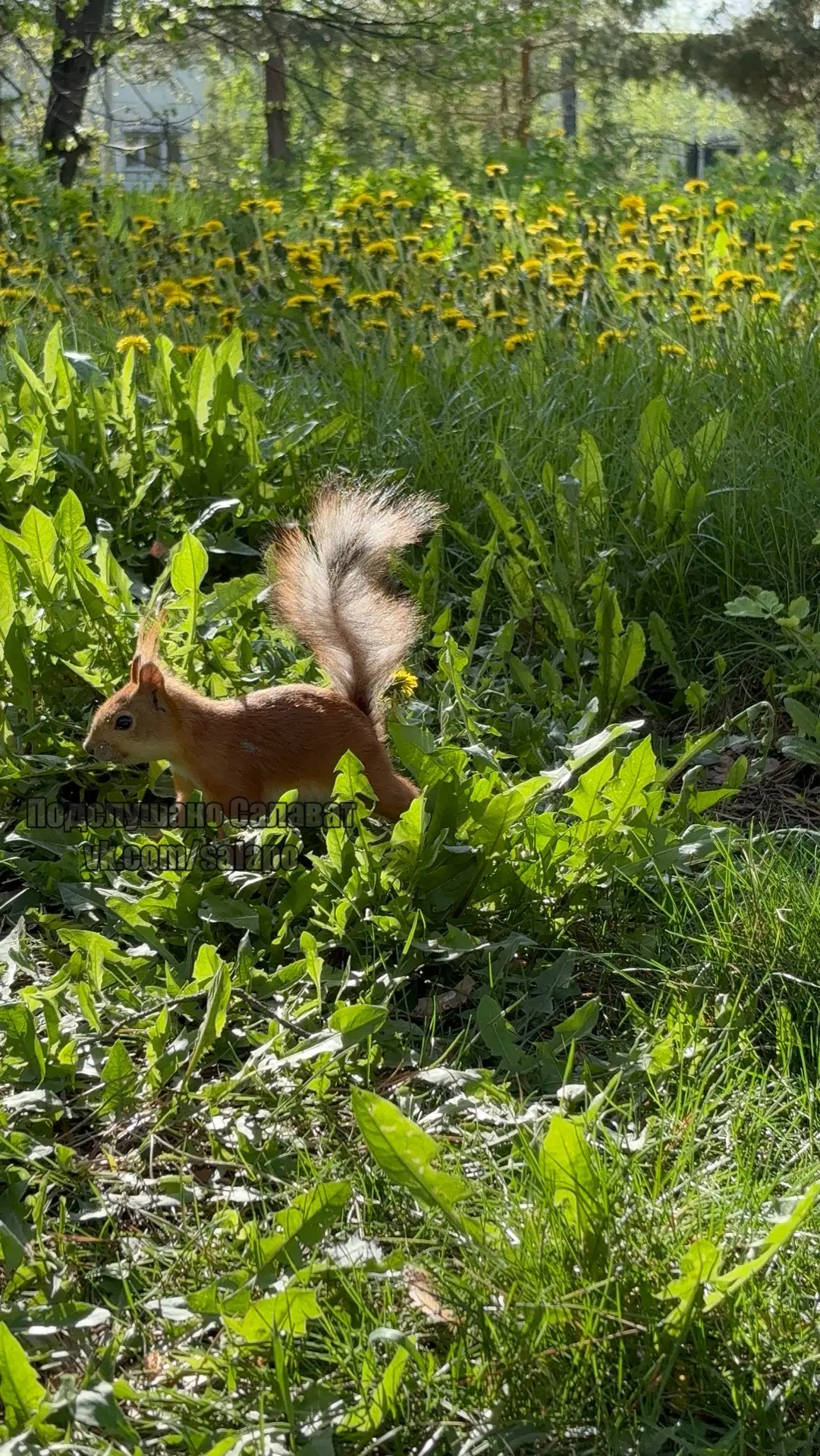 Белочка в городском  парке 🐿️  Подписаться на Подслушано Салават