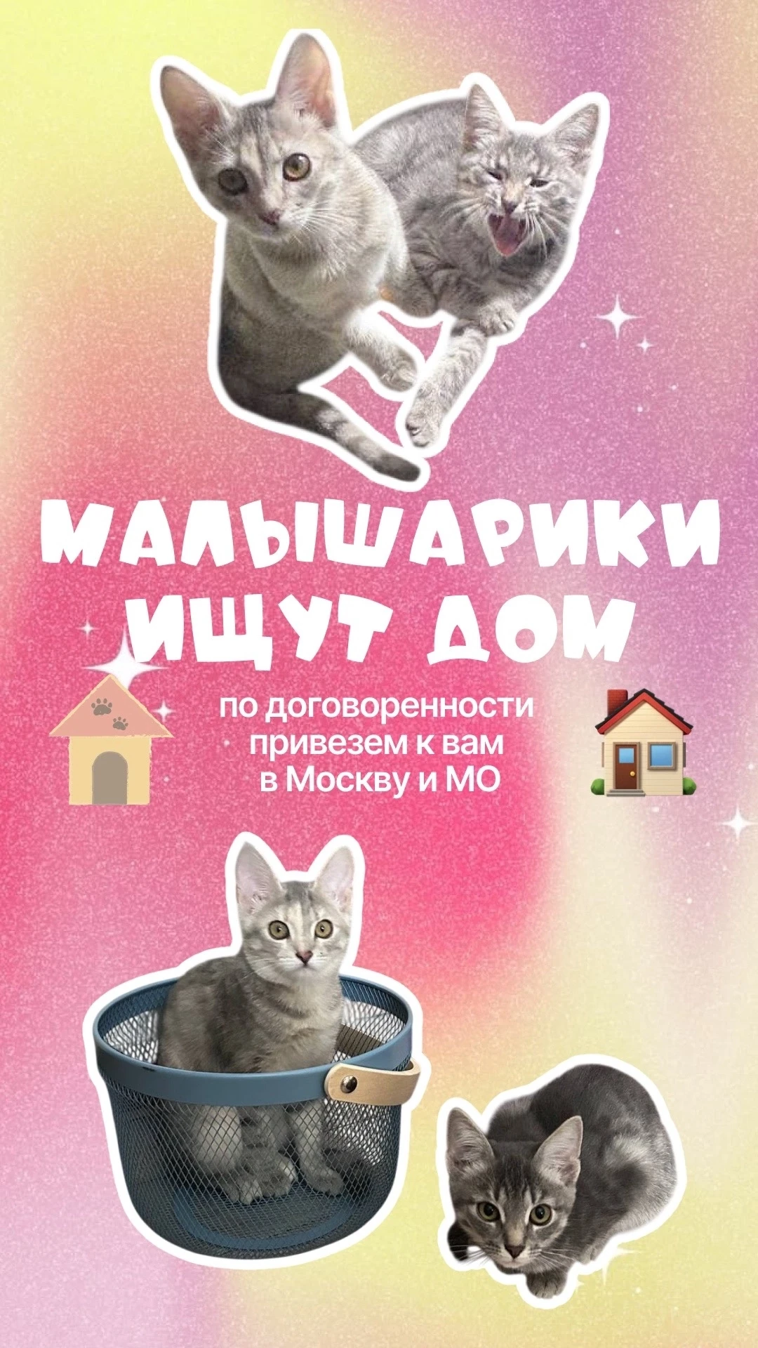 В добрые руки отдаются чудесные серые девочки, по всем вопросам пишите / звоните)