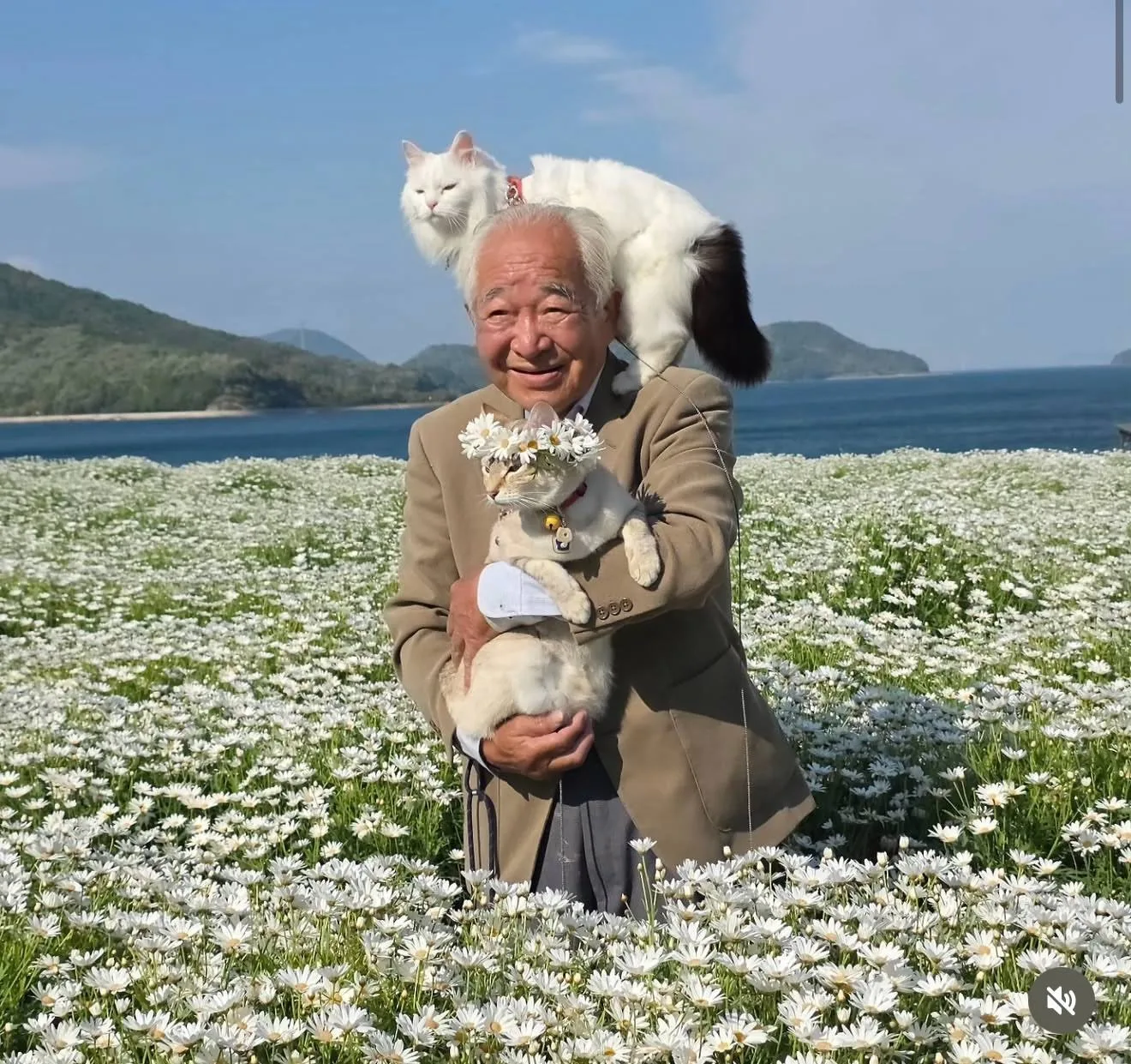 Японский дедушка уже 14 лет наряжает своих кошек и возит их фотографироваться на цветоч...
