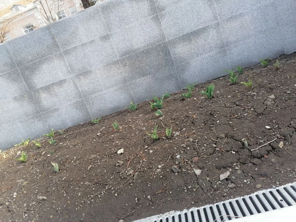 Очередным актам вандализма подверглись клумбы города  ⚠️ Весна – время обновления, пробуждения приро