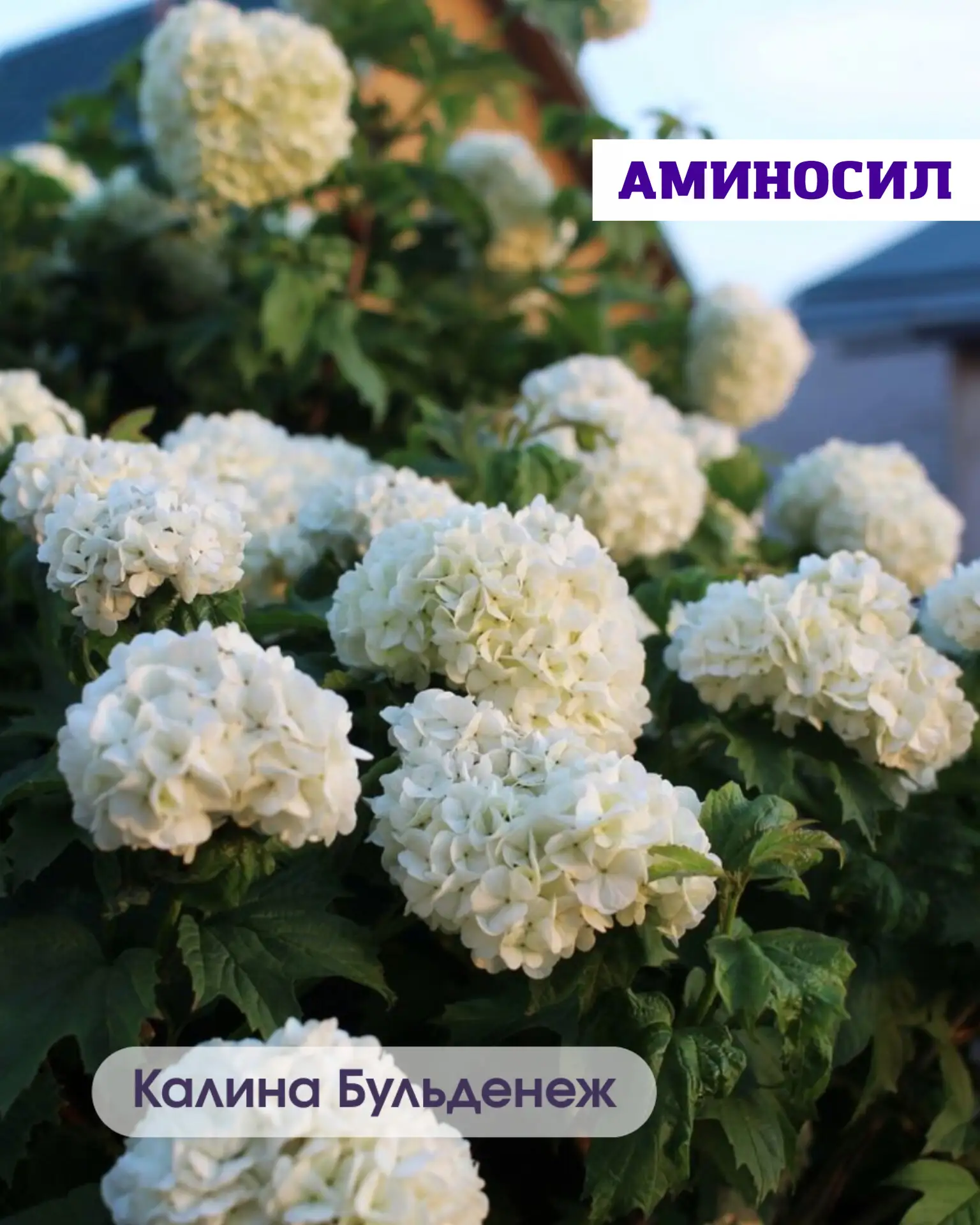 🌿 5 неприхотливых кустарников, которые мгновенно преобразят ваш сад  Хотите, чтобы участок выглядел 