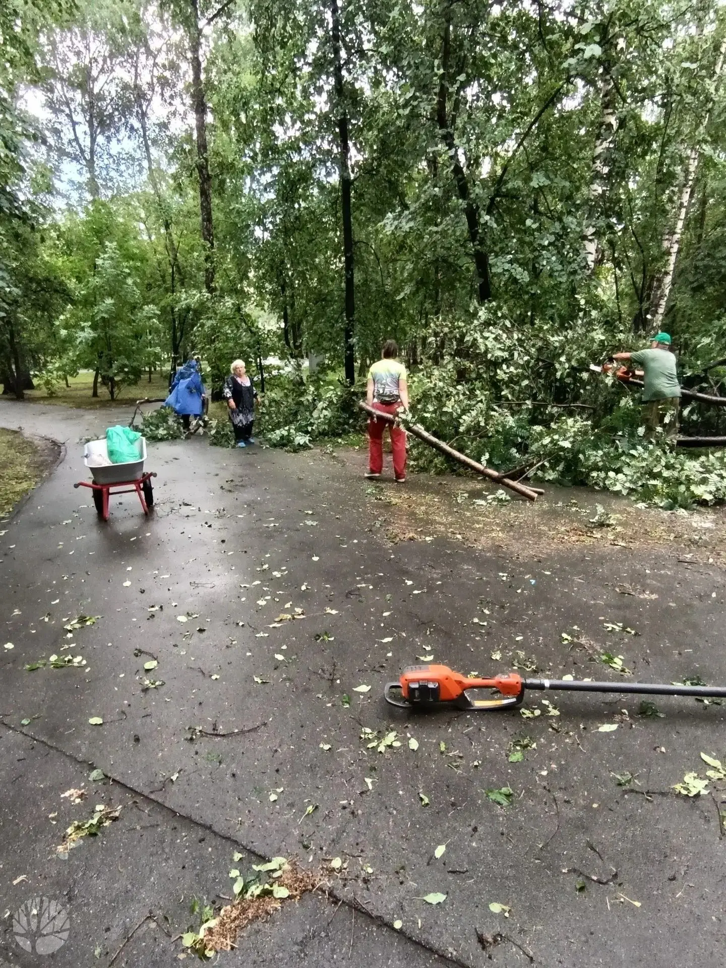 🌳 В парках ликвидируют последствия непогоды и проводят плановые уходные работы за деревьями

После 