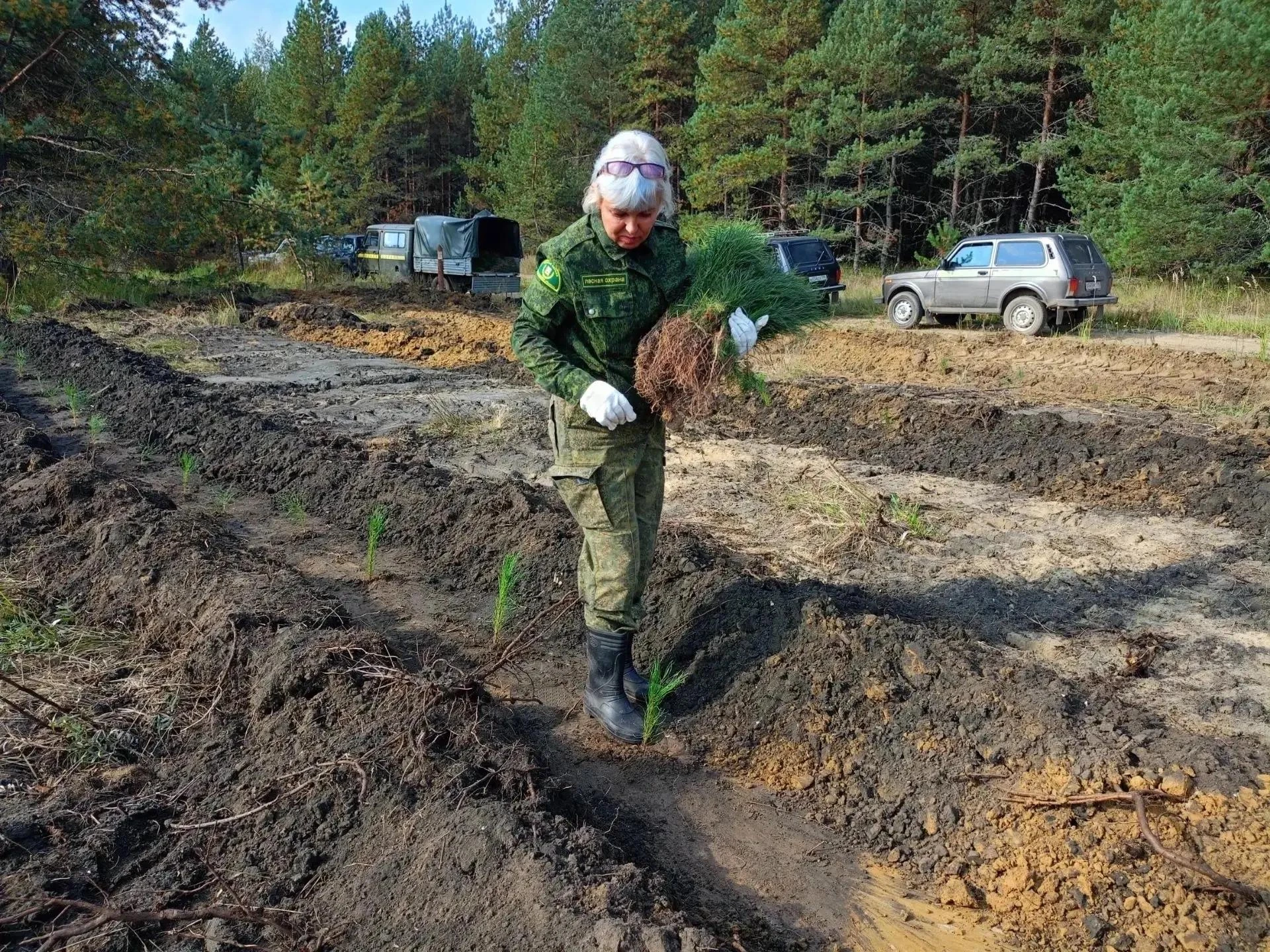 В Воскресенске высадили более 14 тысяч сосен