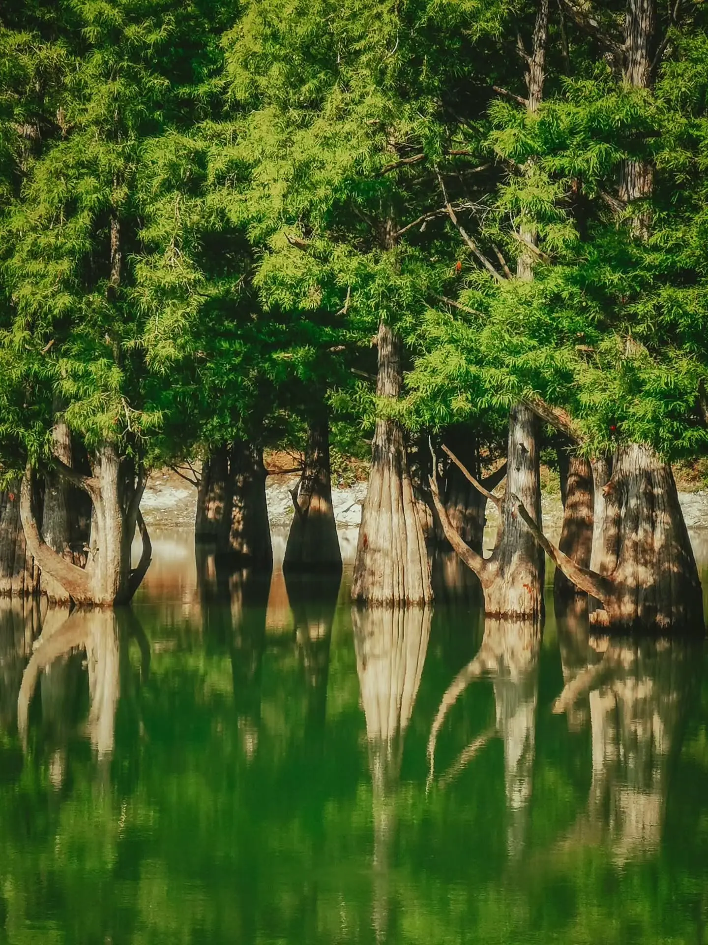 🌳 Как сегодня выглядит