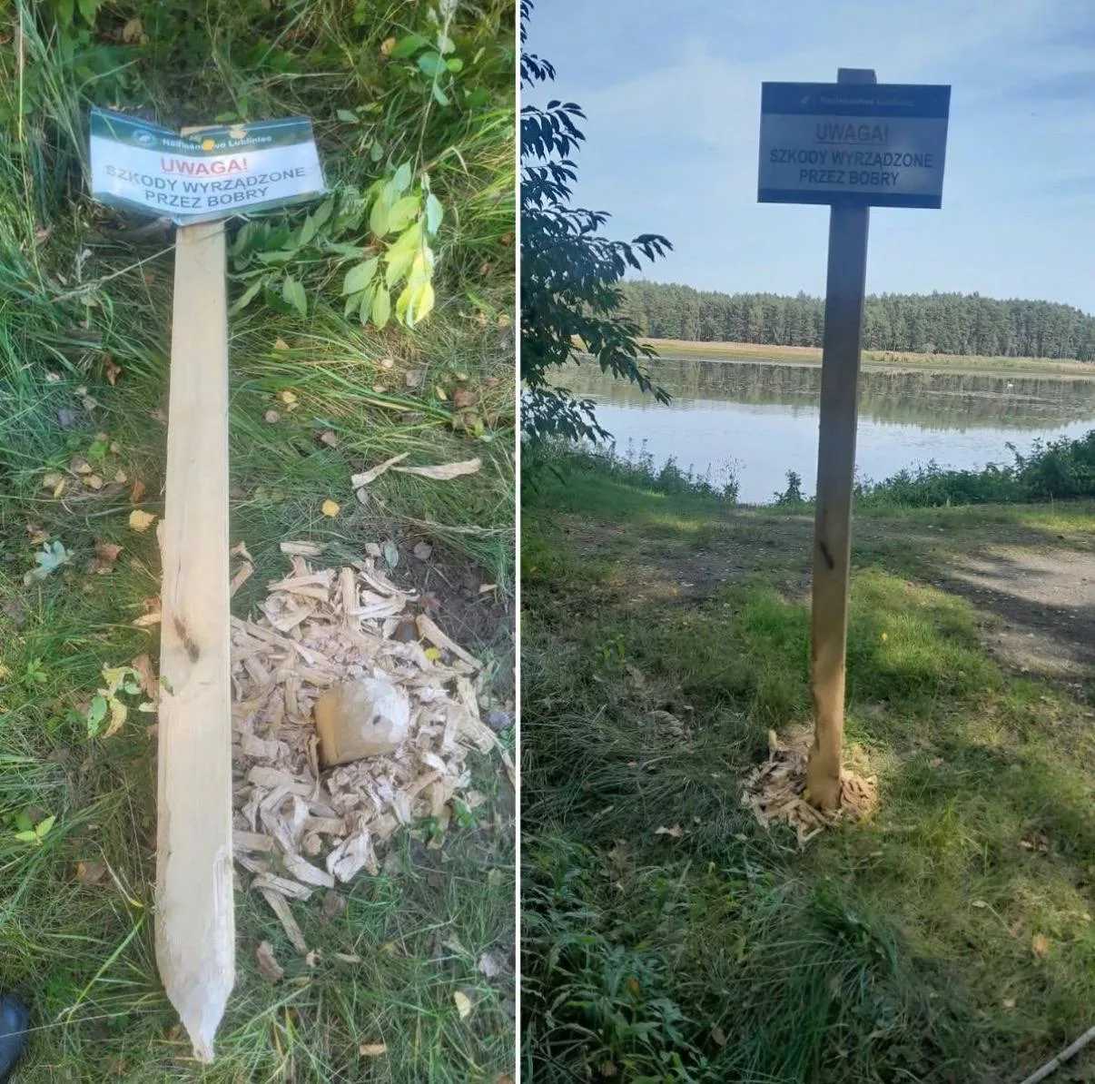 В Польше бобры сгрызли табличку, которая предупреждала об опасных бобрах.