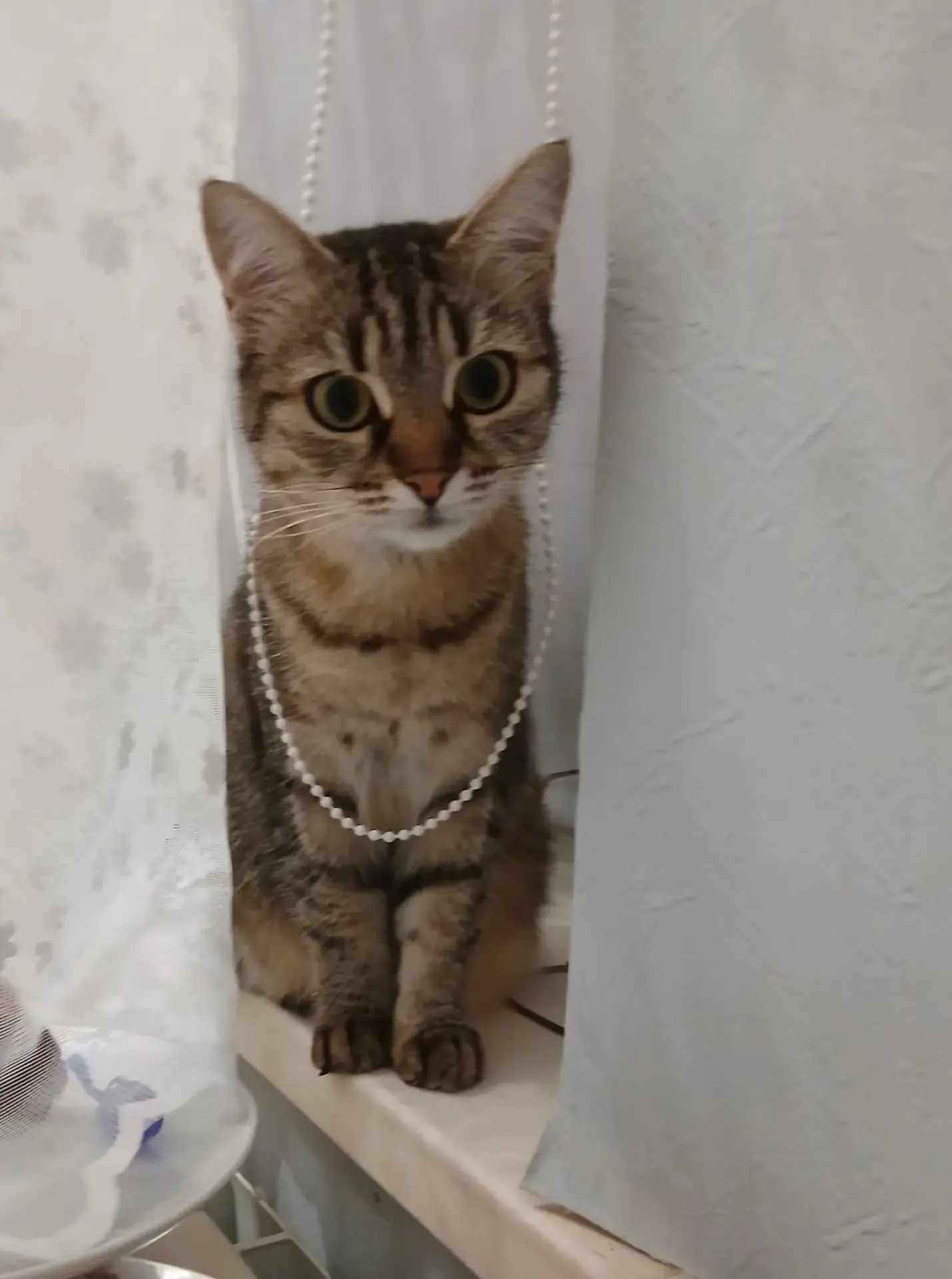 🐱 Кошка «Ника»