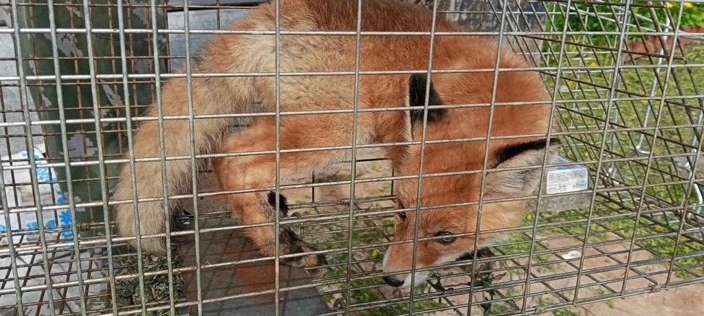 🦊 Семерых лисят и их двоих родителей отловили в одном из СНТ под Северодвинском.
