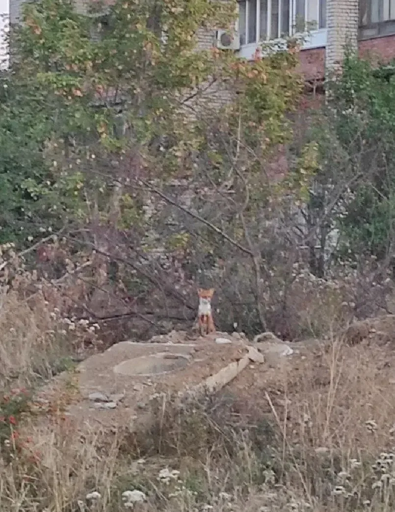 🦊 Лисы становятся частыми гостями на улицах Алчевска