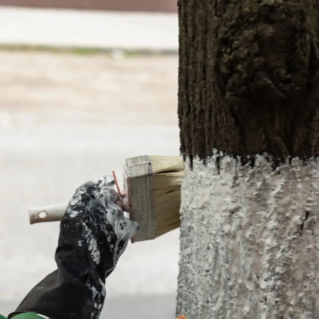 🌳В Чебоксарах проходят работы в рамках майской побелки деревьев   🌿 Обработка стволов деревьев в это