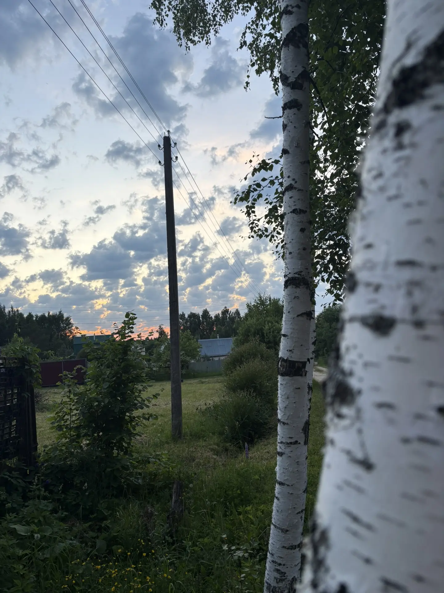 От чего так в России березы шумят … 💚🩵