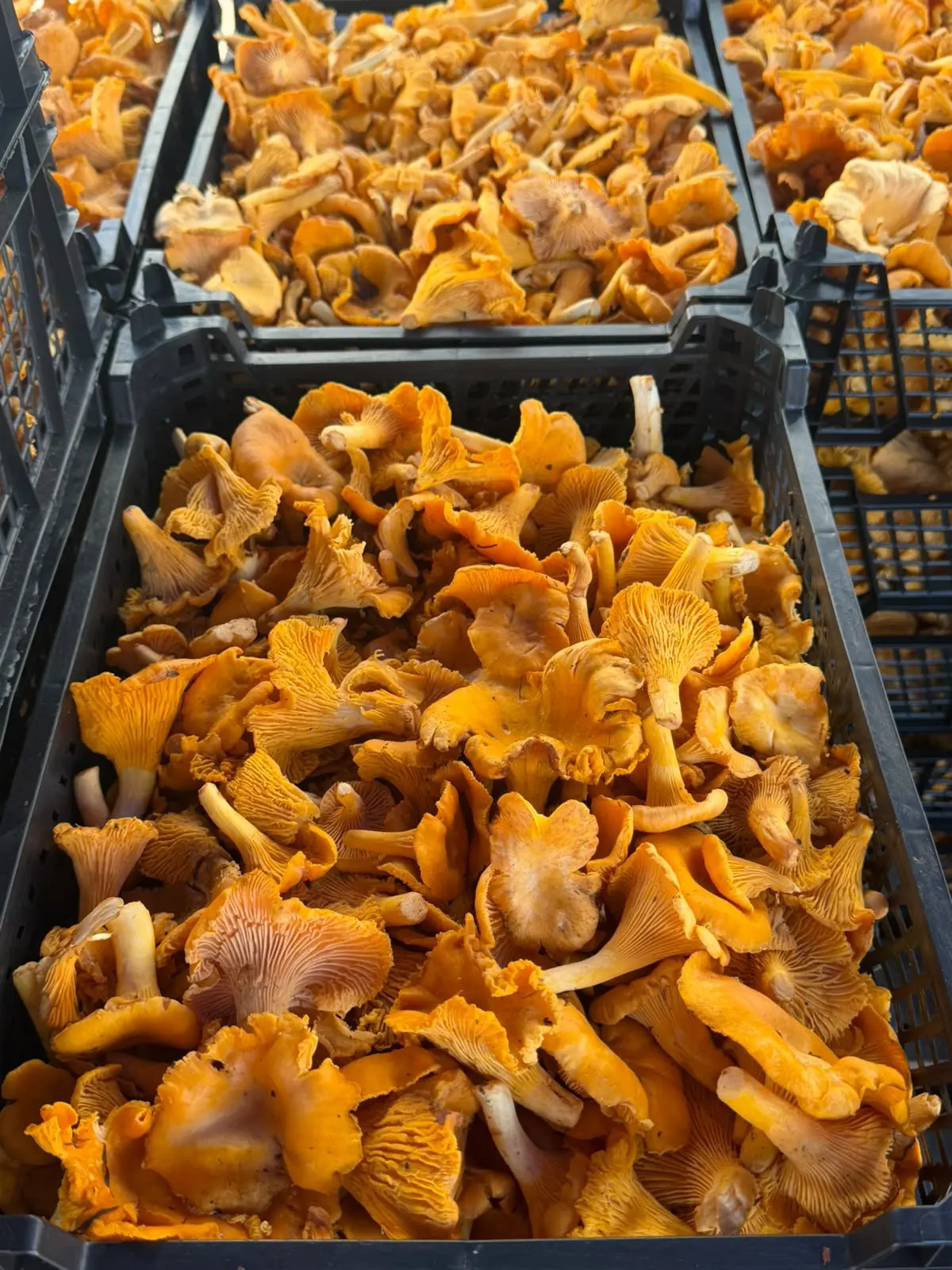 Лисички Нижегородские🍄‍🟫🔥