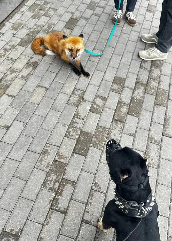 🦊Каждый гуляет со своим зверьком в Строгино