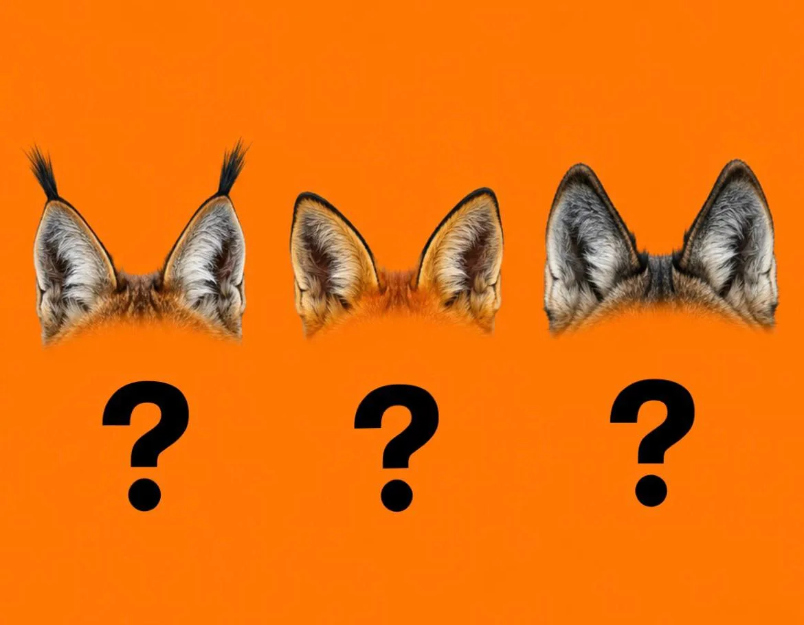 Чьи уши?