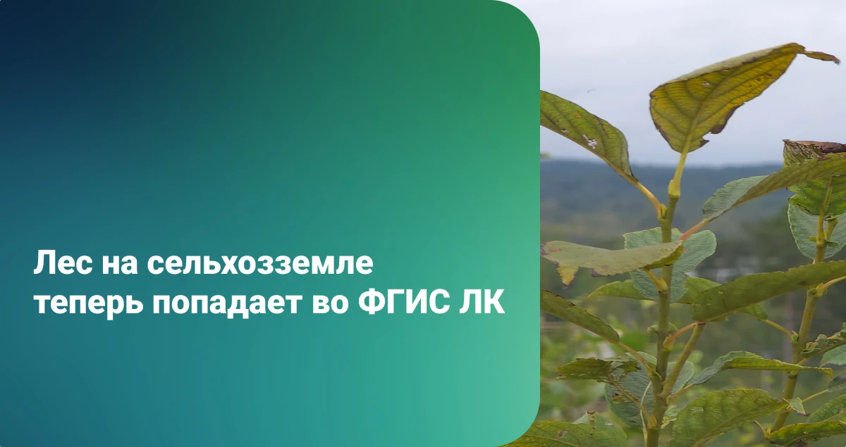 Лес на сельхозземле теперь попадает во ФГИС ЛК автоматически