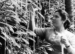​​В 1957 году компания BBC опубликовала репортаж о небывалом урожае …макарон в Италии. «Нет ничего в