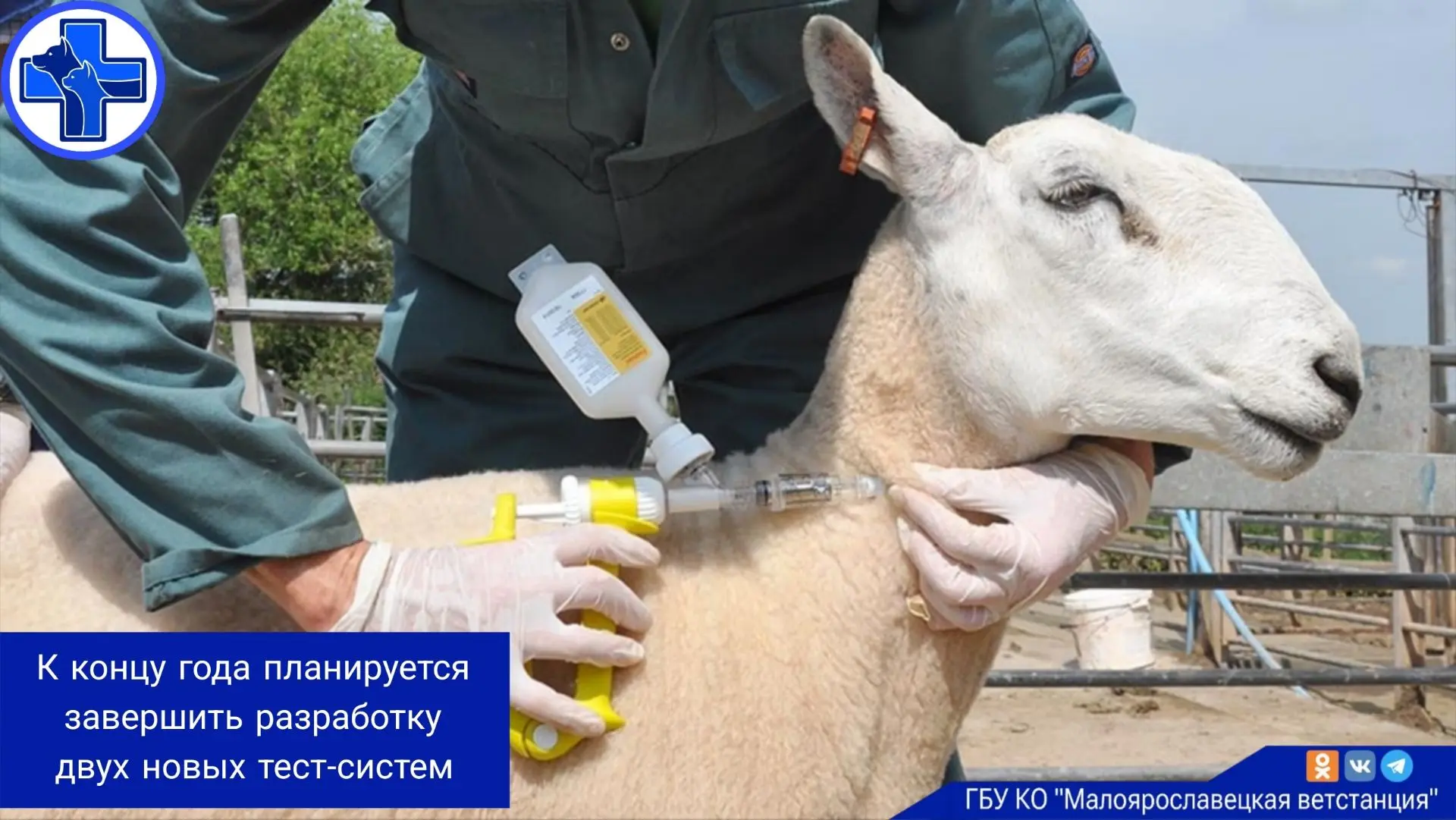 Специалисты ФГБУ «ВНИИЗЖ» планируют до конца 2026 года завершить разработку двух диагностических тес