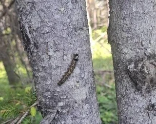 😨 Белополосого шелкопряда нашли в Корсаковском лесничестве