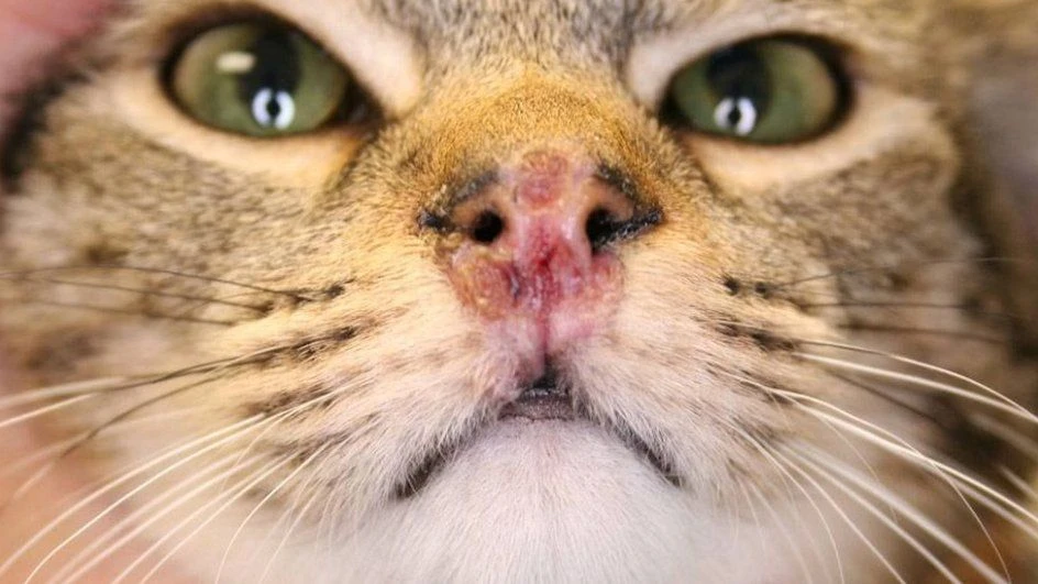 🐱 Кальцивироз у кошек: как защитить питомца и не допустить вспышки
Кальцивироз (FCV, Feline Caliciv