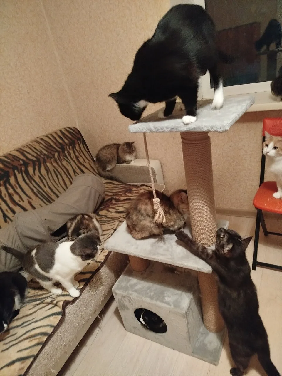 Пожалуйста, ПОМОГИТЕ накормить кошечек 🐈‍⬛🐈