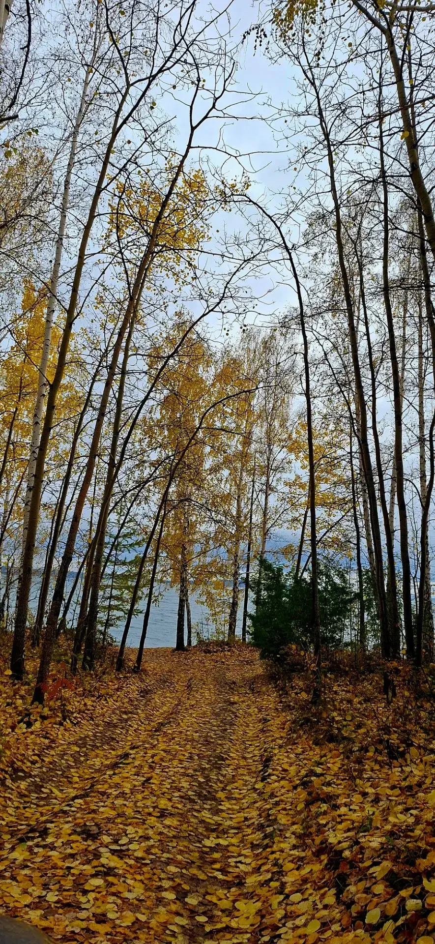 🍁 Номинация: «Волшебный лес»
