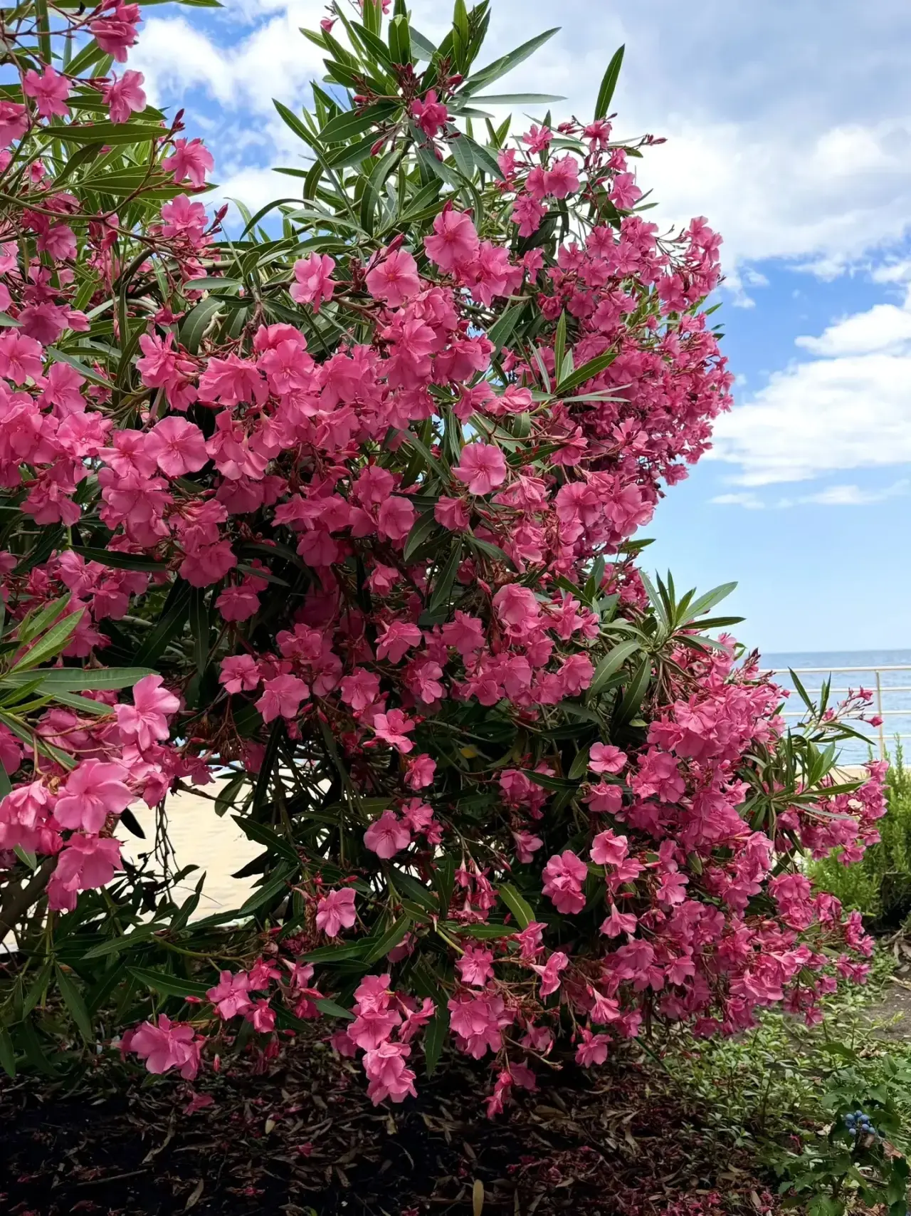 Олеандр в Алуште