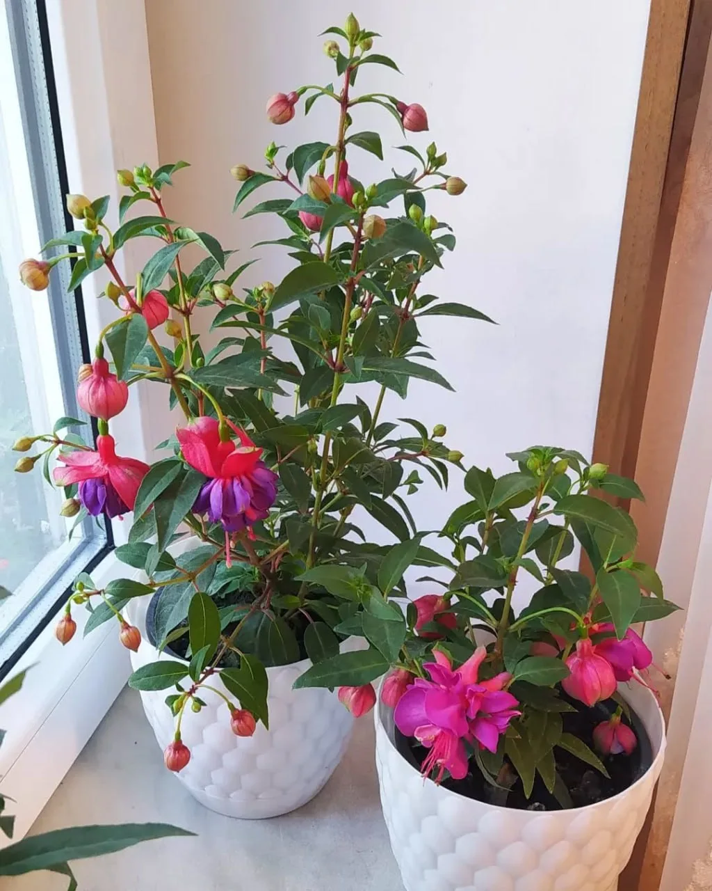 🌱 Фуксия — это род цветковых растений из семейства кипрейных, состоящий из более чем 1...