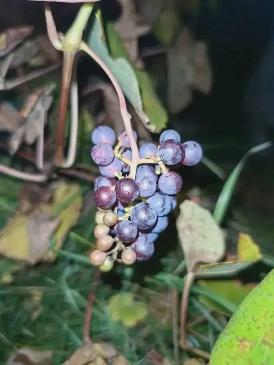 🍇 В Перми вызрела гроздь винограда
