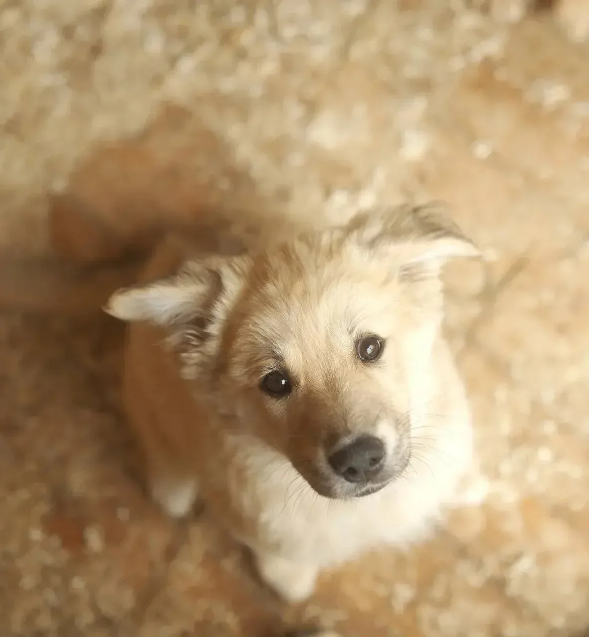 🐶 Мэл ищет дом
