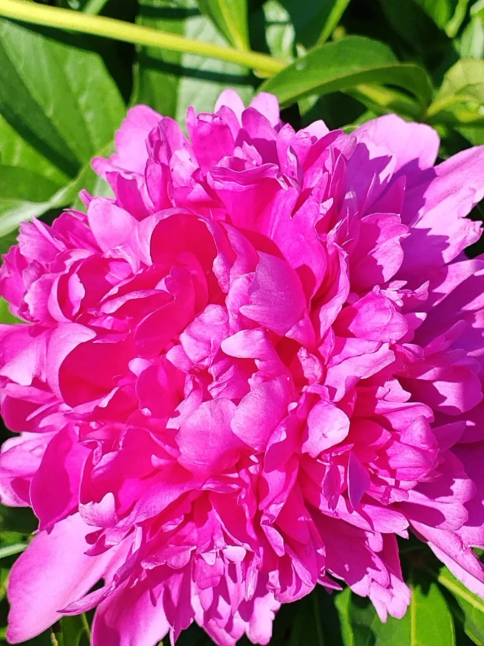 Доброе утро, Волжский!

🌸 Согласно мифу, цветок пион назван в честь Пеона (Пеана) — ученика Асклепи