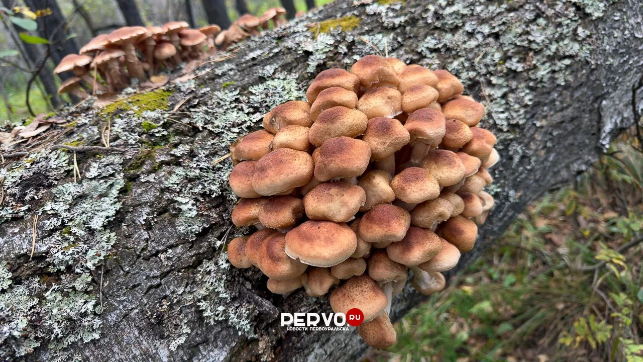 Первоуральцы хвастаются богатым урожаем опят