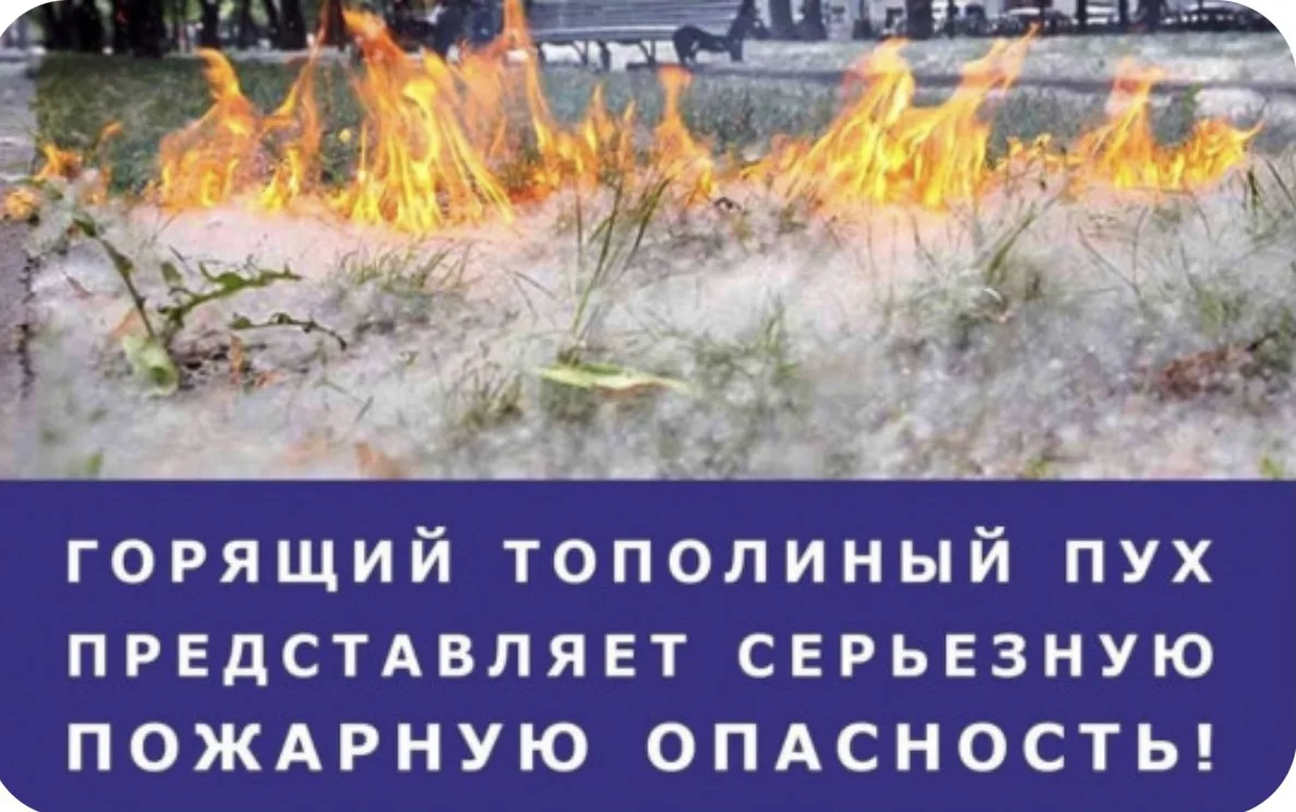 Осторожно, тополиный пух!
 
 Ежегодно в летнее время тополиный пух становится причиной возникновения