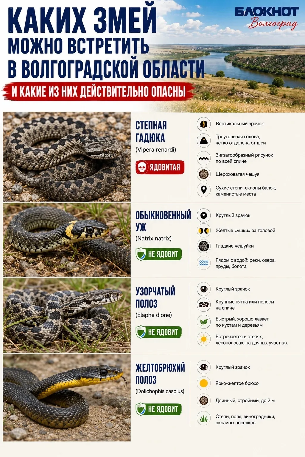 🐍 Гадюка или уж? Проверьте, кого можно встретить этим летом в Волгоградской области

Летом встречи 